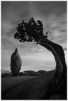 Boulder and juniper at night with moonset glow. Joshua Tree National Park ( black and white)