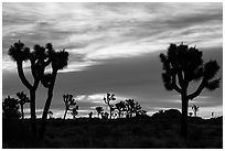 Joshua trees silhouettes at sunrise. Joshua Tree National Park ( black and white)