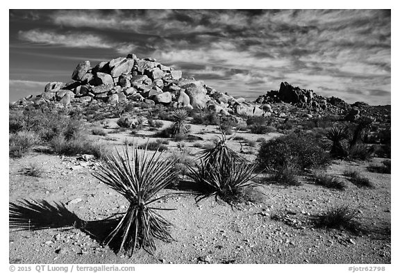 Yuccas and boulder outcrops,. Joshua Tree National Park (black and white)