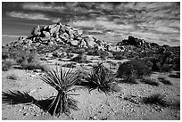 Yuccas and boulder outcrops,. Joshua Tree National Park ( black and white)