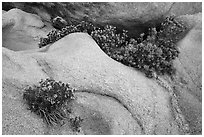 Close-up of flowers growing out of boulders. Joshua Tree National Park ( black and white)