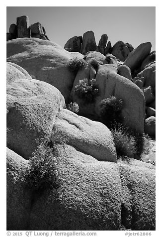 Flowers growing out of boulders near Squaw Tank. Joshua Tree National Park (black and white)
