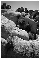 Flowers growing out of boulders near Squaw Tank. Joshua Tree National Park ( black and white)