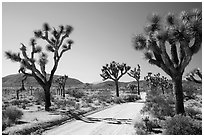Queen Valley Road. Joshua Tree National Park ( black and white)