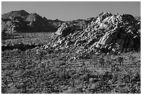 Joshua trees and rock outcrops from above. Joshua Tree National Park ( black and white)