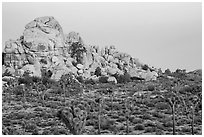 Joshua Trees, boulder outcrop, Belt of Venus. Joshua Tree National Park ( black and white)