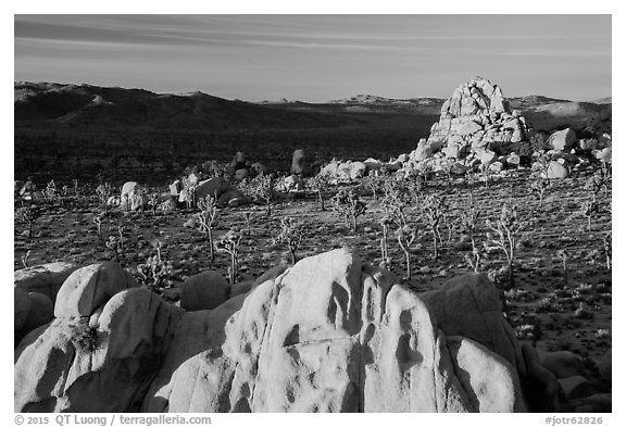 Black and White Picture/Photo: Joshua Trees and rocks at sunrise ...