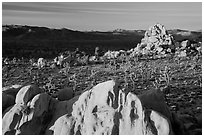 Joshua Trees and rocks at sunrise. Joshua Tree National Park ( black and white)