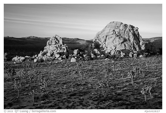 Joshua Trees and large rock formations at sunrise. Joshua Tree National Park (black and white)