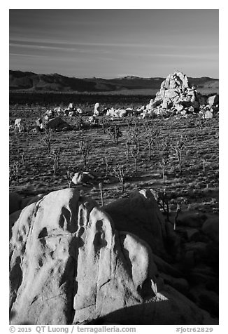 View over Joshua Trees and rocks from above. Joshua Tree National Park (black and white)