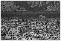 Joshua Trees and cliffs. Joshua Tree National Park ( black and white)
