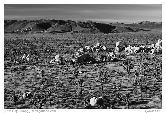 Mojave Desert landscape with Joshua Trees and boulders. Joshua Tree National Park (black and white)