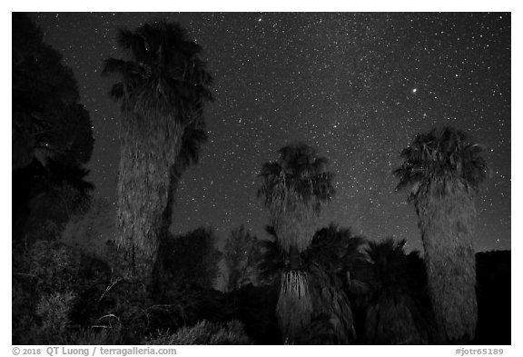 Fan palms, Cottonwood Spring Oasis at night. Joshua Tree National Park (black and white)