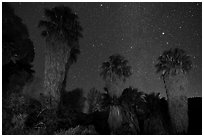 Fan palms, Cottonwood Spring Oasis at night. Joshua Tree National Park ( black and white)