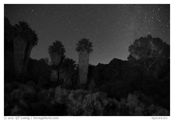 Cottonwood Spring Oasis at night. Joshua Tree National Park (black and white)
