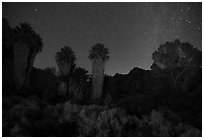 Cottonwood Spring Oasis at night. Joshua Tree National Park ( black and white)