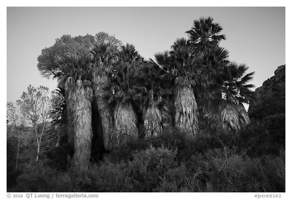 Cottonwood Spring Oasis at dawn. Joshua Tree National Park (black and white)