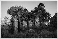 Cottonwood Spring Oasis at dawn. Joshua Tree National Park ( black and white)