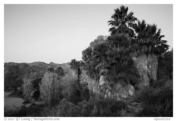 Palm trees and desert wash in Cottonwood Spring Oasis. Joshua Tree National Park (black and white)