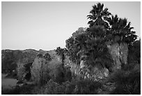 Palm trees and desert wash in Cottonwood Spring Oasis. Joshua Tree National Park ( black and white)