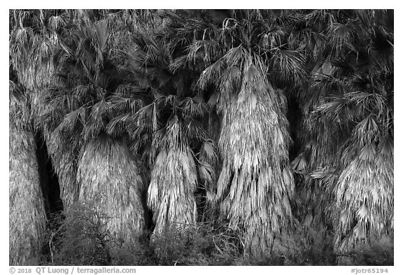 Dead and evergreen leaves on California Fan palm trees. Joshua Tree National Park (black and white)