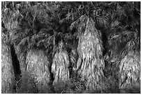 Dead and evergreen leaves on California Fan palm trees. Joshua Tree National Park ( black and white)