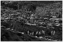 Ridges with desert vegetation. Joshua Tree National Park ( black and white)