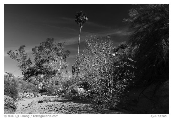 Unnamed oasis with trees and leaves in autumn foliage. Joshua Tree National Park (black and white)