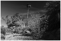 Unnamed oasis with trees and leaves in autumn foliage. Joshua Tree National Park ( black and white)