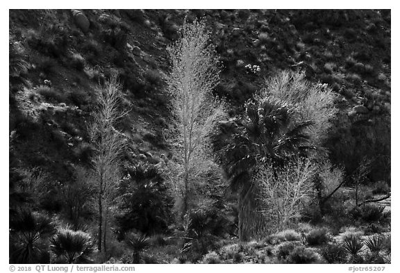 Cottonwoods with autumn leaves and palm trees, Cottonwood Spring Oasis. Joshua Tree National Park (black and white)