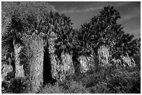 California Fan Palm trees, Cottonwood Spring Oasis. Joshua Tree National Park ( black and white)