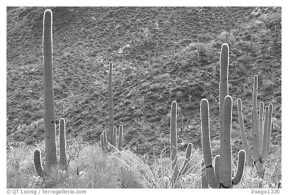 Saguaro cacti forest on hillside, West Unit. Saguaro National Park (black and white)