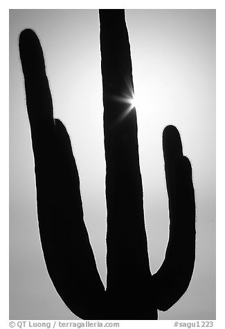 Backlit Saguaro cactus. Saguaro National Park (black and white)