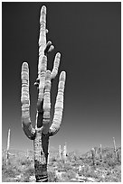 Giant Saguaro cactus (scientific name: Carnegiea gigantea), mid-day. Saguaro National Park, Arizona, USA. (black and white)