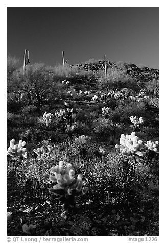 Cholla cactus on hillside. Saguaro National Park (black and white)