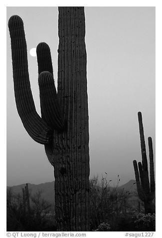 Saguaro cactus and moon, dawn. Saguaro National Park (black and white)