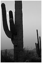 Saguaro cactus and moon, dawn. Saguaro National Park ( black and white)
