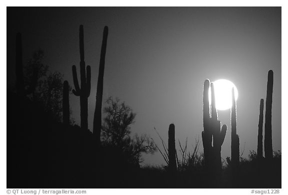 Moonrise behind saguaro cactus. Saguaro National Park (black and white)