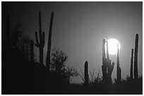 Moonrise behind saguaro cactus. Saguaro National Park, Arizona, USA. (black and white)