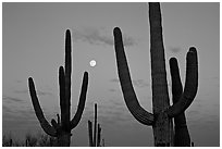 Saguaro cactus and moon at dawn. Saguaro National Park, Arizona, USA. (black and white)