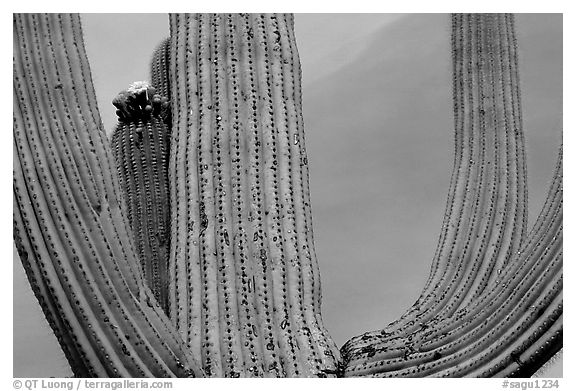 Arms of Saguaro cactus. Saguaro National Park (black and white)