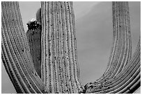 Arms of Saguaro cactus. Saguaro National Park, Arizona, USA. (black and white)