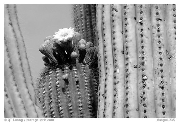 Saguaro cactus with blooms. Saguaro National Park (black and white)