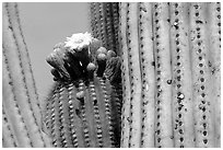 Saguaro cactus with blooms. Saguaro National Park, Arizona, USA. (black and white)