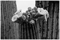 Saguaro cactus blooms. Saguaro National Park, Arizona, USA. (black and white)