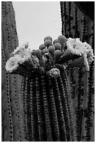 Saguaro cactus flowers and arm. Saguaro National Park, Arizona, USA. (black and white)