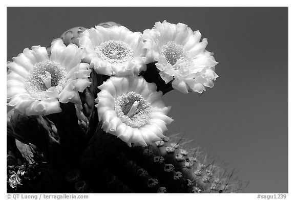 Saguaro cactus blooming. Saguaro National Park (black and white)
