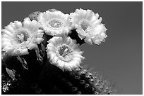 Saguaro cactus blooming. Saguaro National Park, Arizona, USA. (black and white)