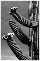 Arms of blooming Saguaro cactus. Saguaro National Park, Arizona, USA. (black and white)