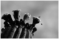 Saguaro cactus flower and bees. Saguaro National Park, Arizona, USA. (black and white)